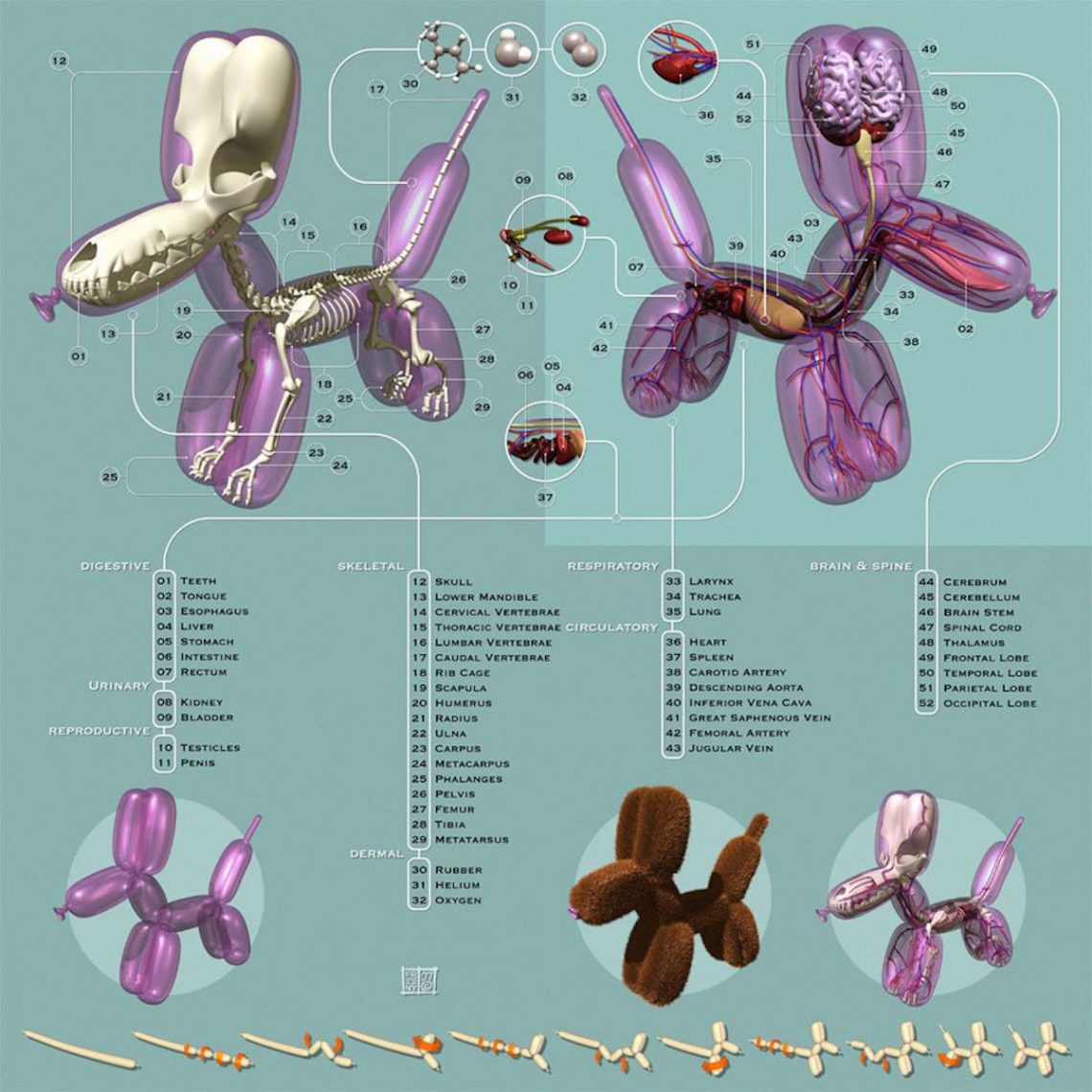Anatomical-Balloon-Animals-Dog-Jason-Freeny-Detail