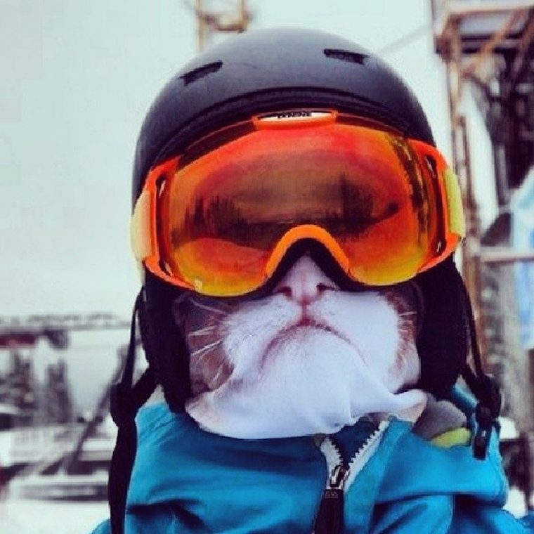 tier skimaske teya salat katze skibrille