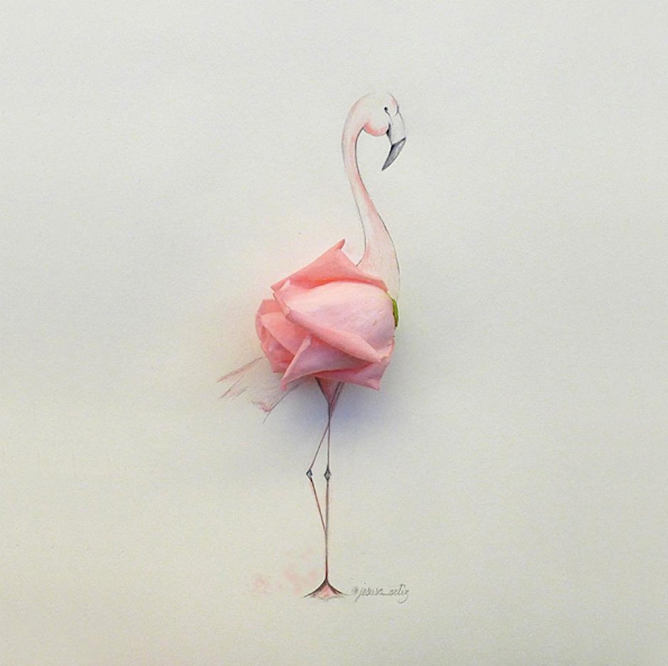 Jesuso Ortiz Illustration Flamingo Fotografie Kunst Art Rose Papier Zeichnung