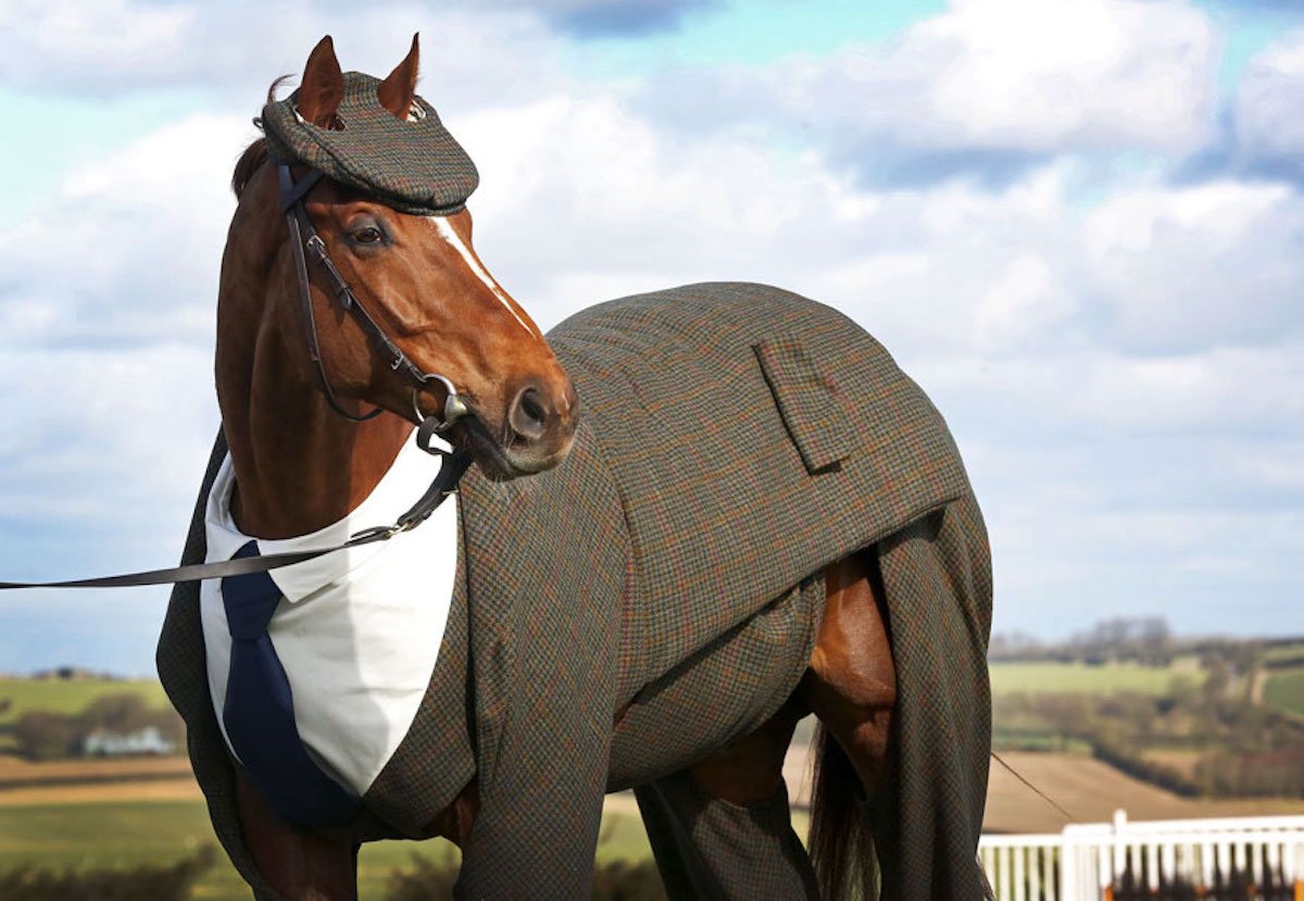 Anzug Pferd Rennpferd Alexander McQueen William Hill Cheltenham Festival 2016 Emma Sandham-King