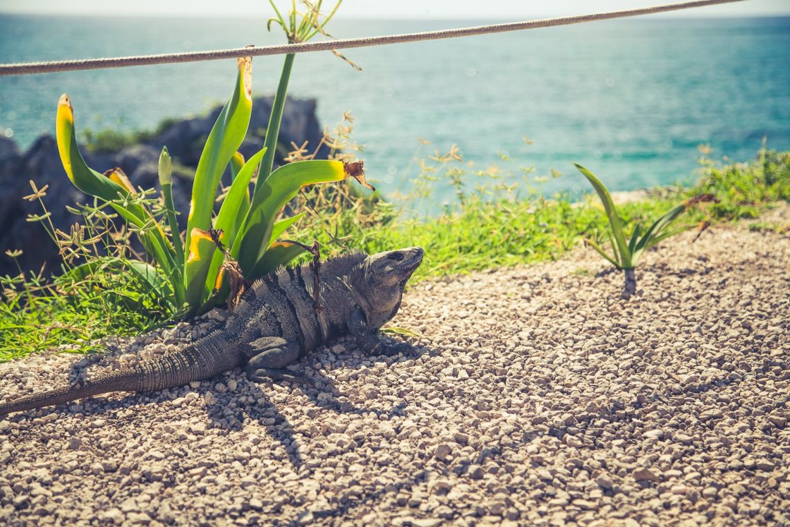 Tulum Ruinen am Karibischen Meer Leguan im Sand